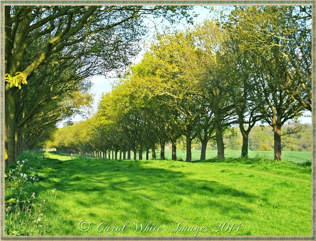 Avenue Of Trees by carolmw