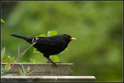 28th Apr 2014 - Mr Blackbird