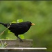 Mr Blackbird by rosiekind