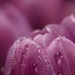 Tulip with drops by leonbuys83