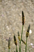 28th Apr 2014 - Hoary Plantain #2