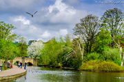 29th Apr 2014 - River Derwent 