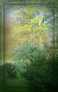 25th Apr 2014 - layers of new green
