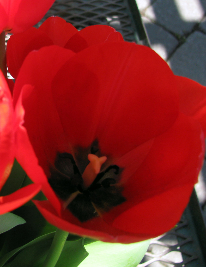 Tulip by april16