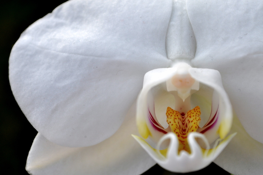 Orchid by andycoleborn