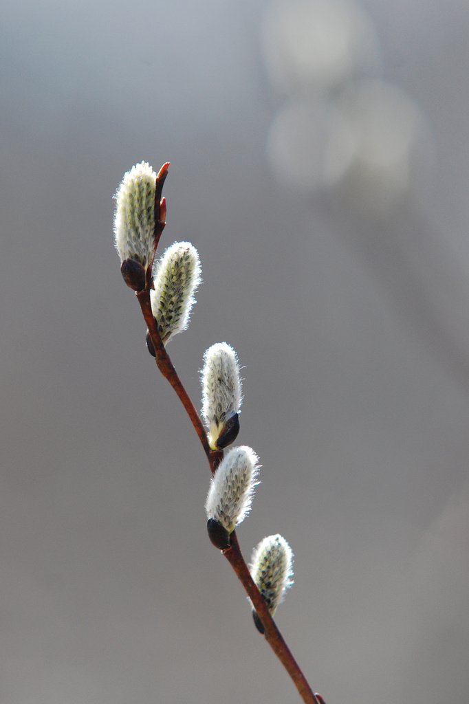 The simple pussy willow! by fayefaye