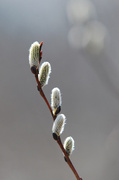 28th Apr 2014 - The simple pussy willow!