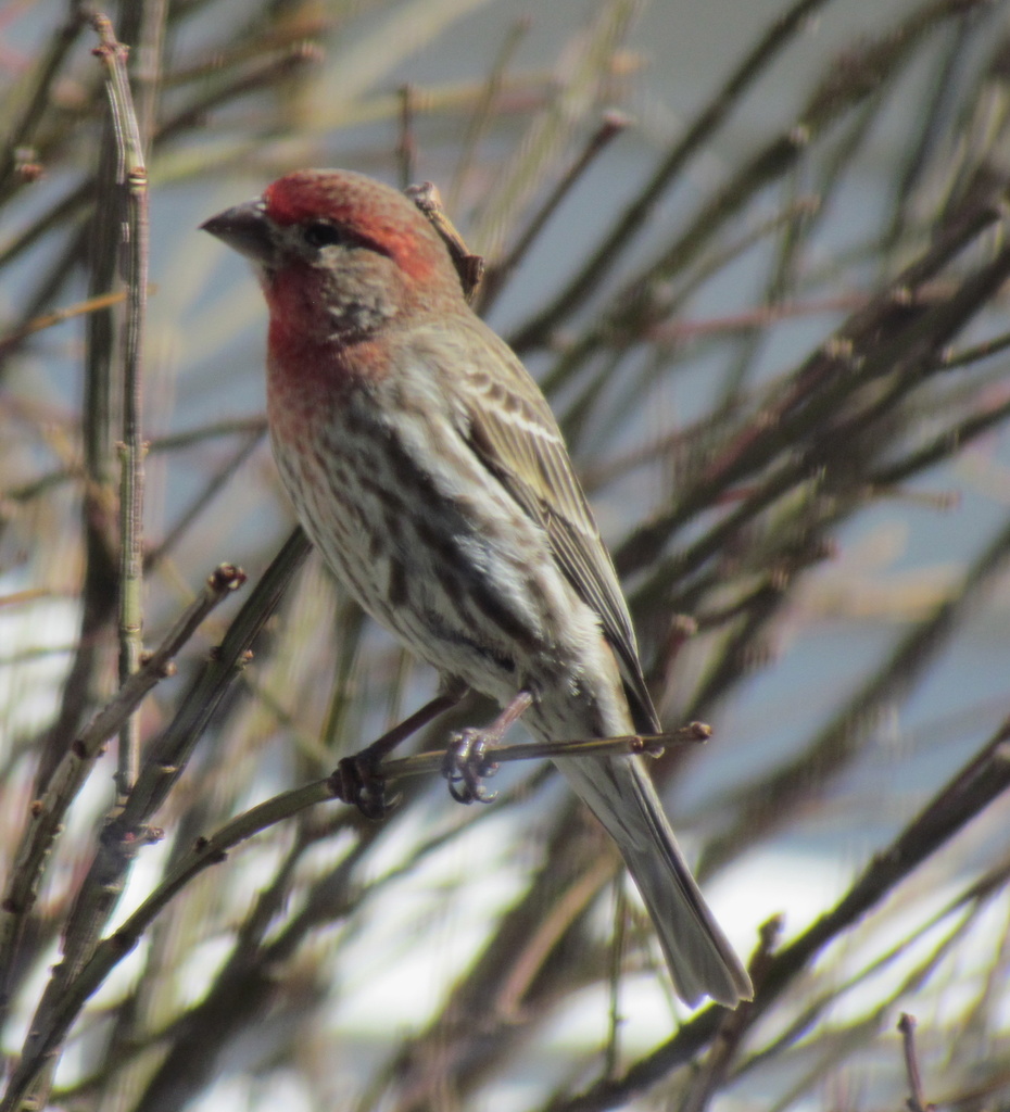 House Finch by juletee