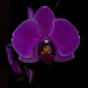 28th Apr 2014 - Orchid