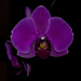 Orchid by dakotakid35