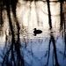 Evening Shadows by lynnz