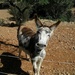 Spanish donkey by chimfa
