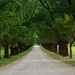 The driveway to my house.......! by gigiflower