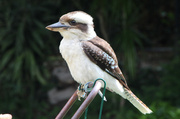 29th Apr 2014 - Kookaburra sits on the laundry trolley . . . . 