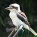 Kookaburra sits on the laundry trolley . . . .  by terryliv
