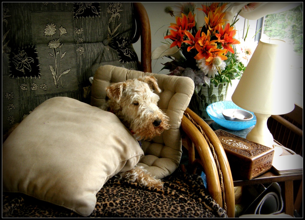 Alfie --snuggling on the settee ! by beryl