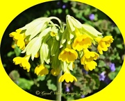 29th Apr 2014 - Cowslips