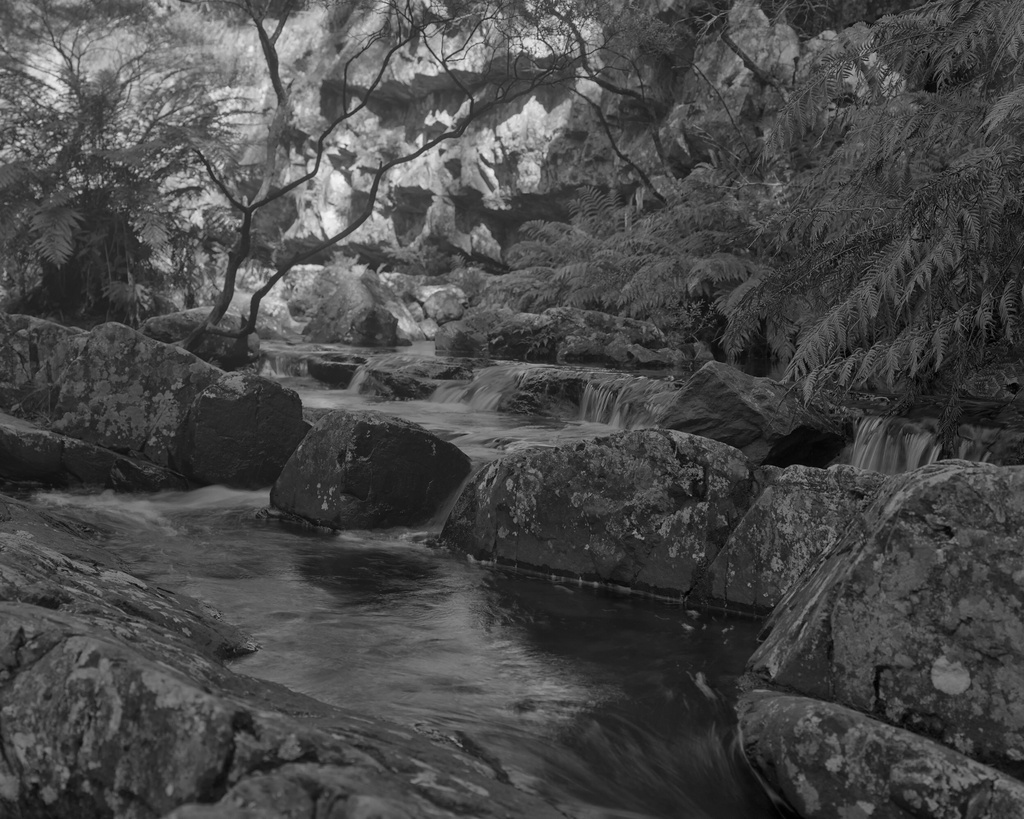 Ferns and brook by peterdegraaff