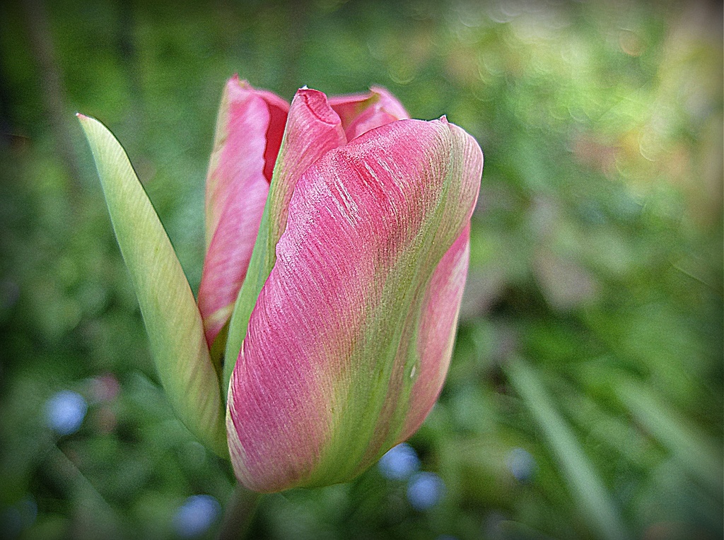 pink tulip....  by quietpurplehaze