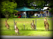 29th Apr 2014 - Roos in the Schoolyard