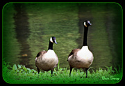 29th Apr 2014 - Canadian Geese