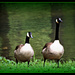 Canadian Geese by vernabeth