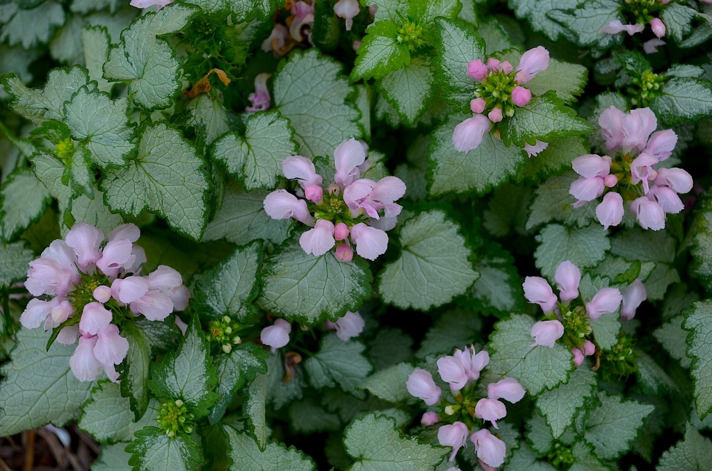 Lamium by congaree