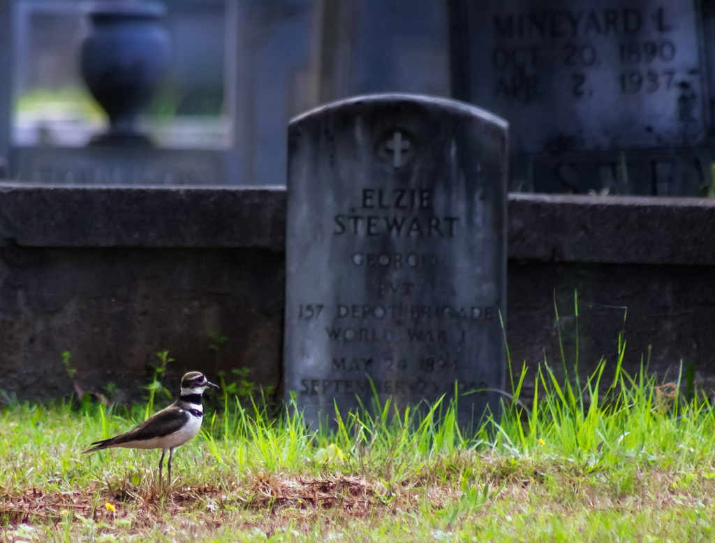 Killdeer Visit to Private Stewart by darylo