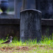 Killdeer Visit to Private Stewart by darylo