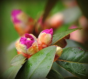 29th Apr 2014 - Rhododendron blooms!