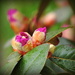 Rhododendron blooms! by homeschoolmom
