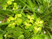26th Apr 2014 - Golden Saxifrage
