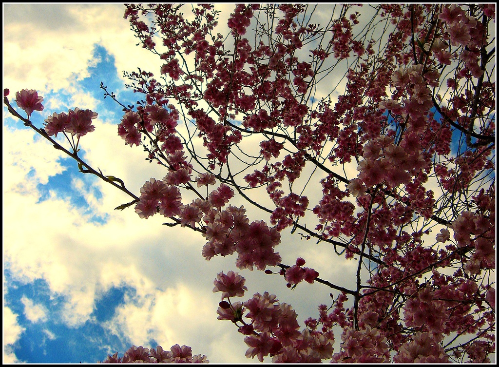 Cherry Blossom Clouds by olivetreeann