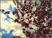 27th Apr 2014 - Cherry Blossom Clouds