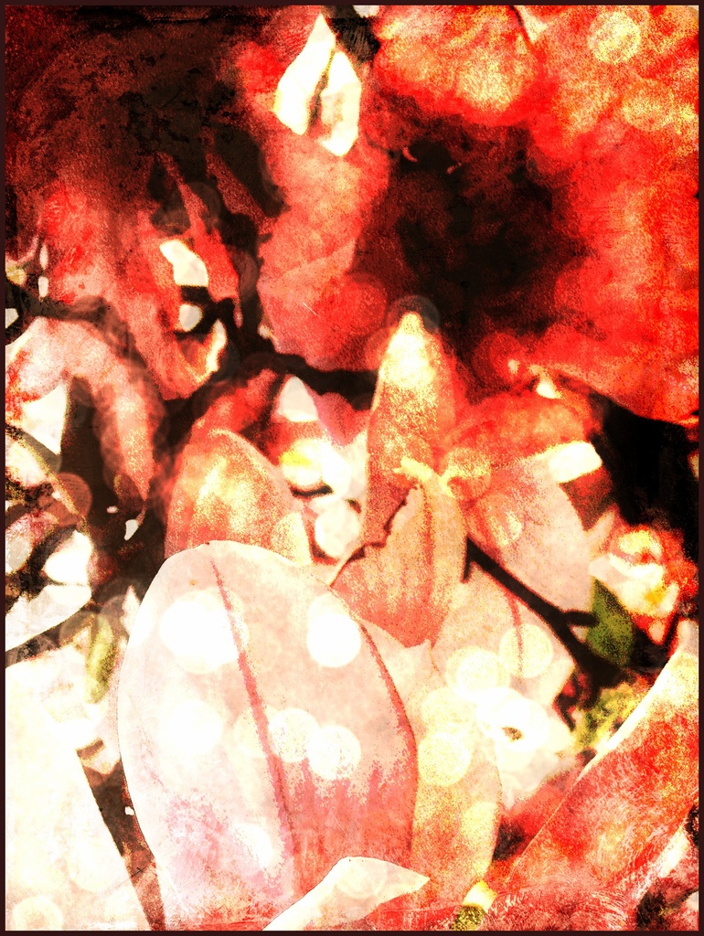 Magnolia Abstract by olivetreeann