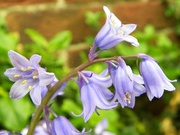 28th Apr 2014 - Bluebell