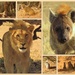 Animals of the Kalahari by judithdeacon