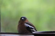 26th Apr 2014 - Marion's Chaffinch