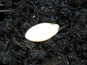 27th Apr 2014 - Little seed
