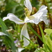 Floral Cross by daffodill