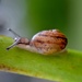 baby snail by dianeburns