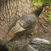 A Shot Of  (a) Wild Turkey by mzzhope