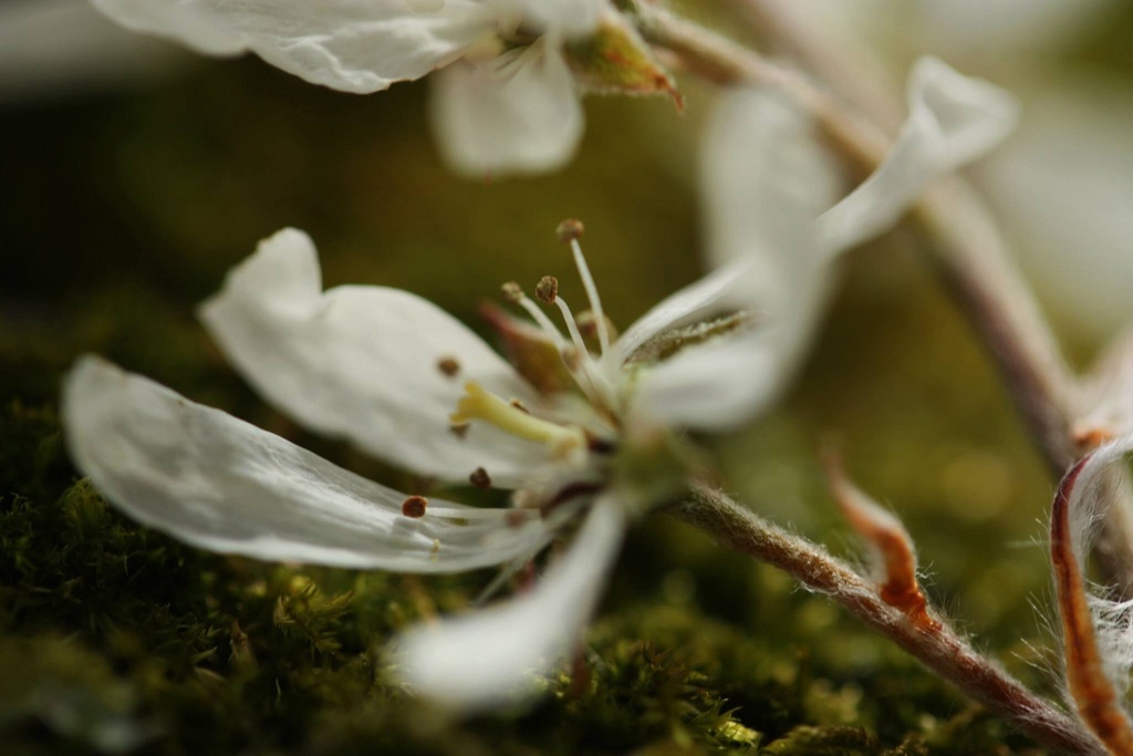 Fallen Blossom by mzzhope