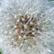 21st Apr 2014 - Abstract Dandelion