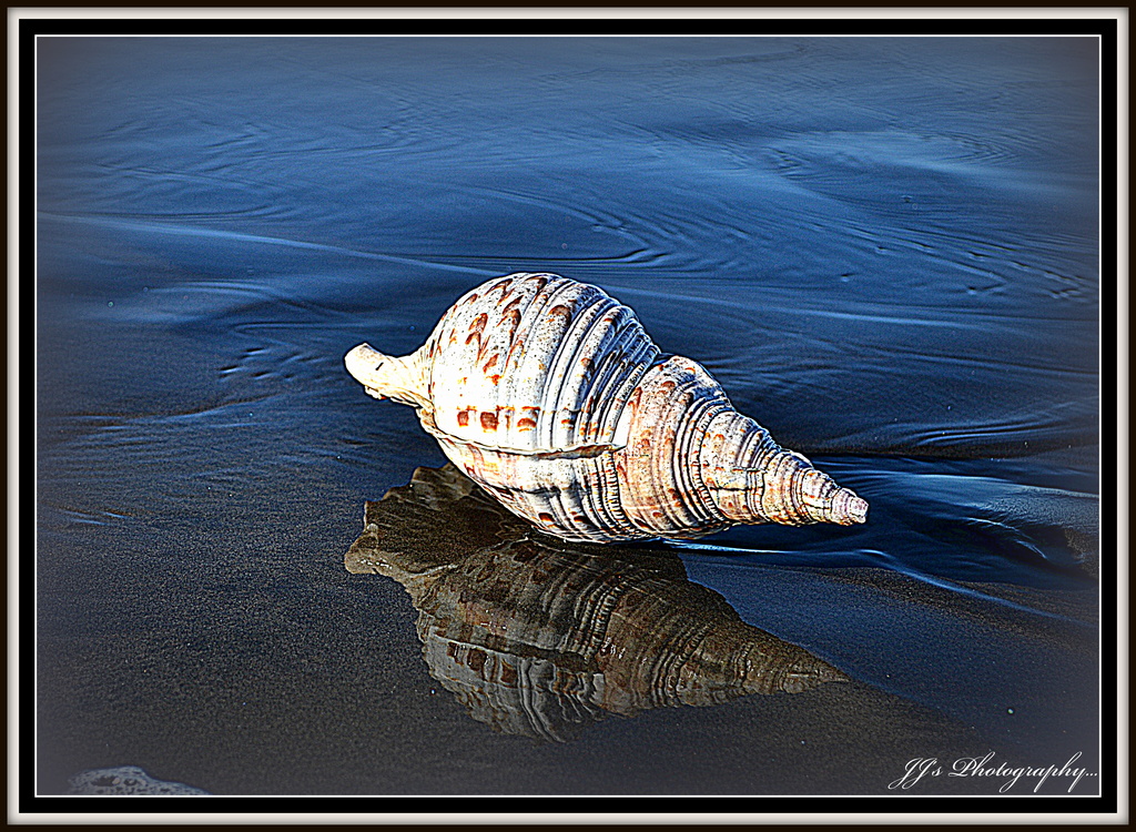 Shell on the beach.. by julzmaioro