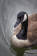30th Apr 2014 - Silky Goose