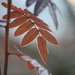 Autumn leaf IMG_6340 by annelis
