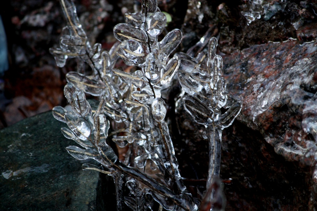 A plant of ice IMG_6720 by annelis