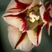 Tulip by jantan