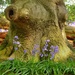 Ring of bluebells by judithdeacon